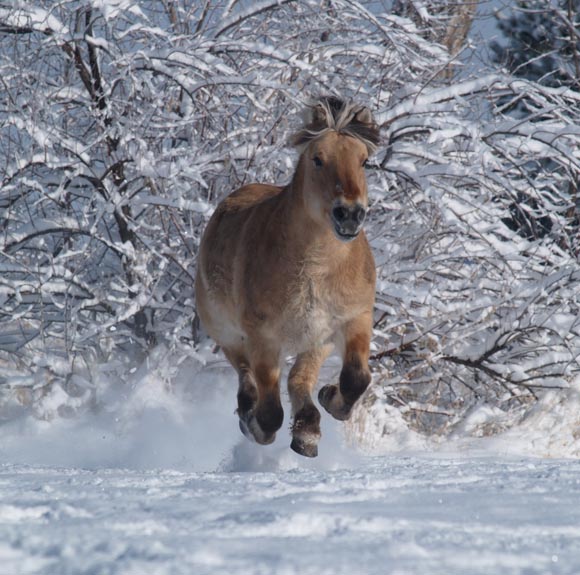 Fjord Horse For Sale UK